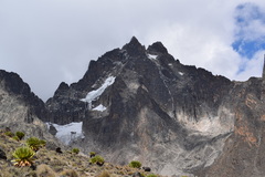 Dendrosenecio keniodendron