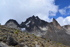 Dendrosenecio keniodendron