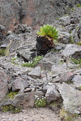 Dendrosenecio keniodendron