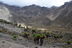 Dendrosenecio keniodendron