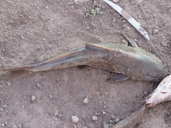 Pimelodus albicans