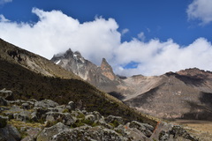 Dendrosenecio keniodendron