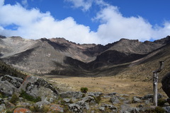 Dendrosenecio keniodendron