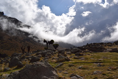 Dendrosenecio keniodendron