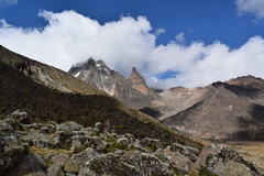 Dendrosenecio keniodendron
