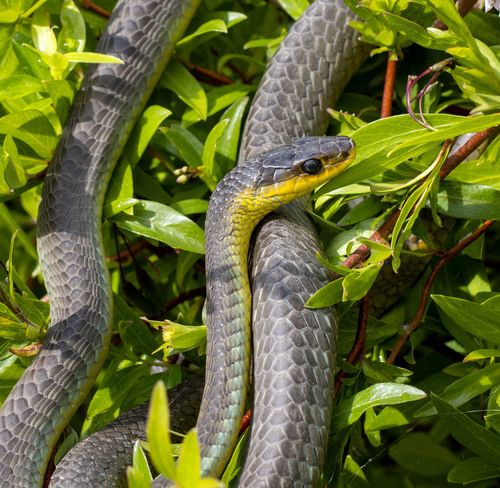 Common Tree Snake sighting