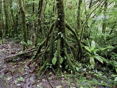 Hedyosmum bonplandianum