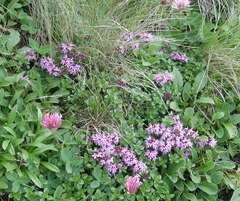 Thymus pulcherrimus