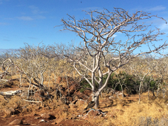 Bursera malacophylla