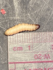 Clydonopteron sacculana