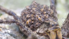 Schizocosa malitiosa