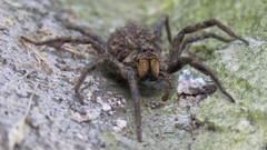 Schizocosa malitiosa