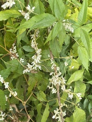 Cuscuta tuberculata
