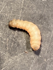 Clydonopteron sacculana