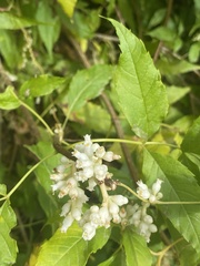 Cuscuta tuberculata