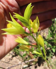 Orthochilus litoralis