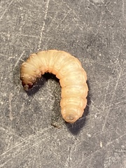 Clydonopteron sacculana
