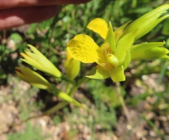Orthochilus litoralis
