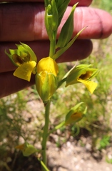 Orthochilus litoralis