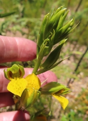 Orthochilus litoralis
