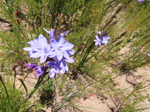 Image of Thereianthus spicatus by (c) linkie, some rights reserved (CC BY)