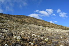 Dendrosenecio keniensis