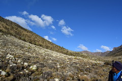 Dendrosenecio keniensis