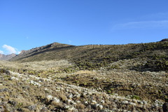 Dendrosenecio keniensis