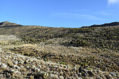 Dendrosenecio keniensis