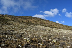 Dendrosenecio keniensis