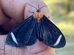 Hyalurga chthonophyle