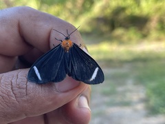 Hyalurga chthonophyle