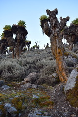 Dendrosenecio keniodendron