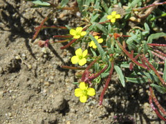 Camissonia dentata