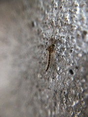 Chironomidae