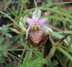 Ophrys sphegodes aveyronensis