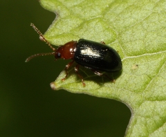 Derocrepis erythropus