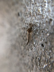 Chironomidae
