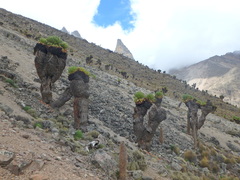 Dendrosenecio keniodendron