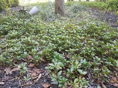 Pachysandra terminalis