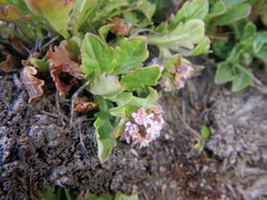 Valeriana kilimandscharica
