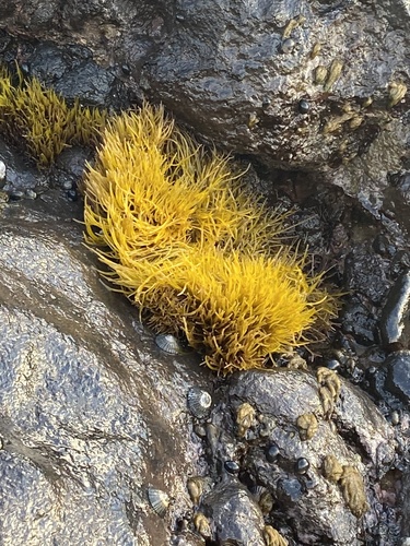 Gymnogongrus durvillei