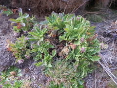 Valeriana kilimandscharica