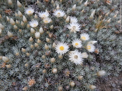 Helichrysum newii