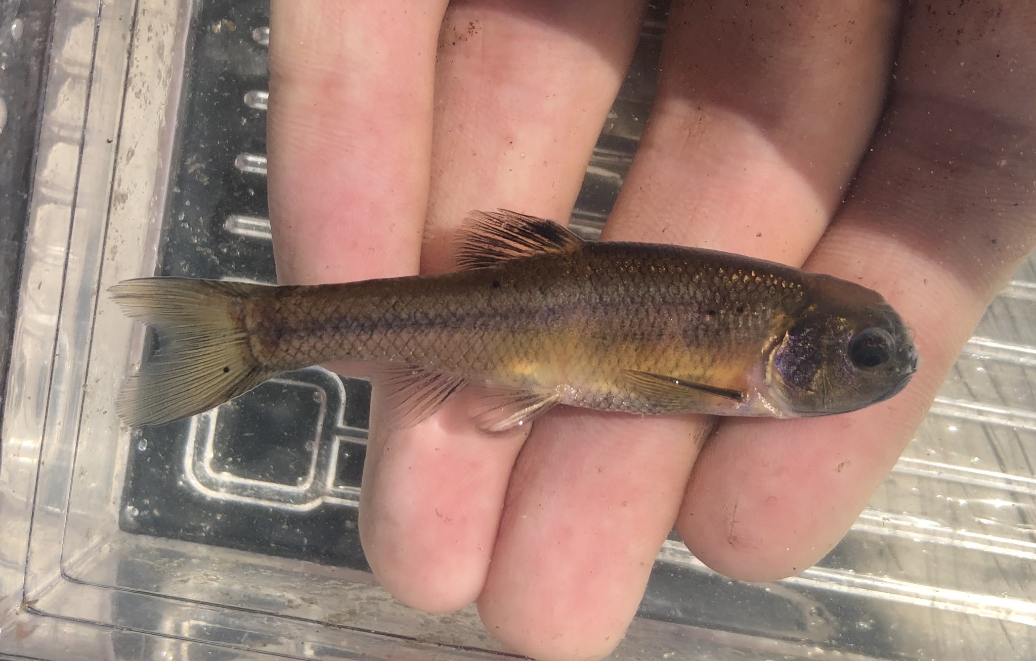 Fathead Minnow – Friends of the Rouge