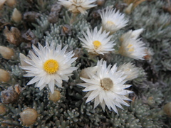 Helichrysum newii