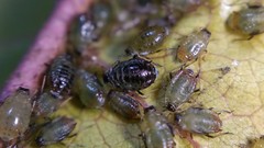 Brachycaudus schwartzi