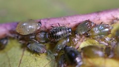 Brachycaudus schwartzi