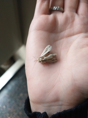 Lepidoptera