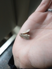 Lepidoptera